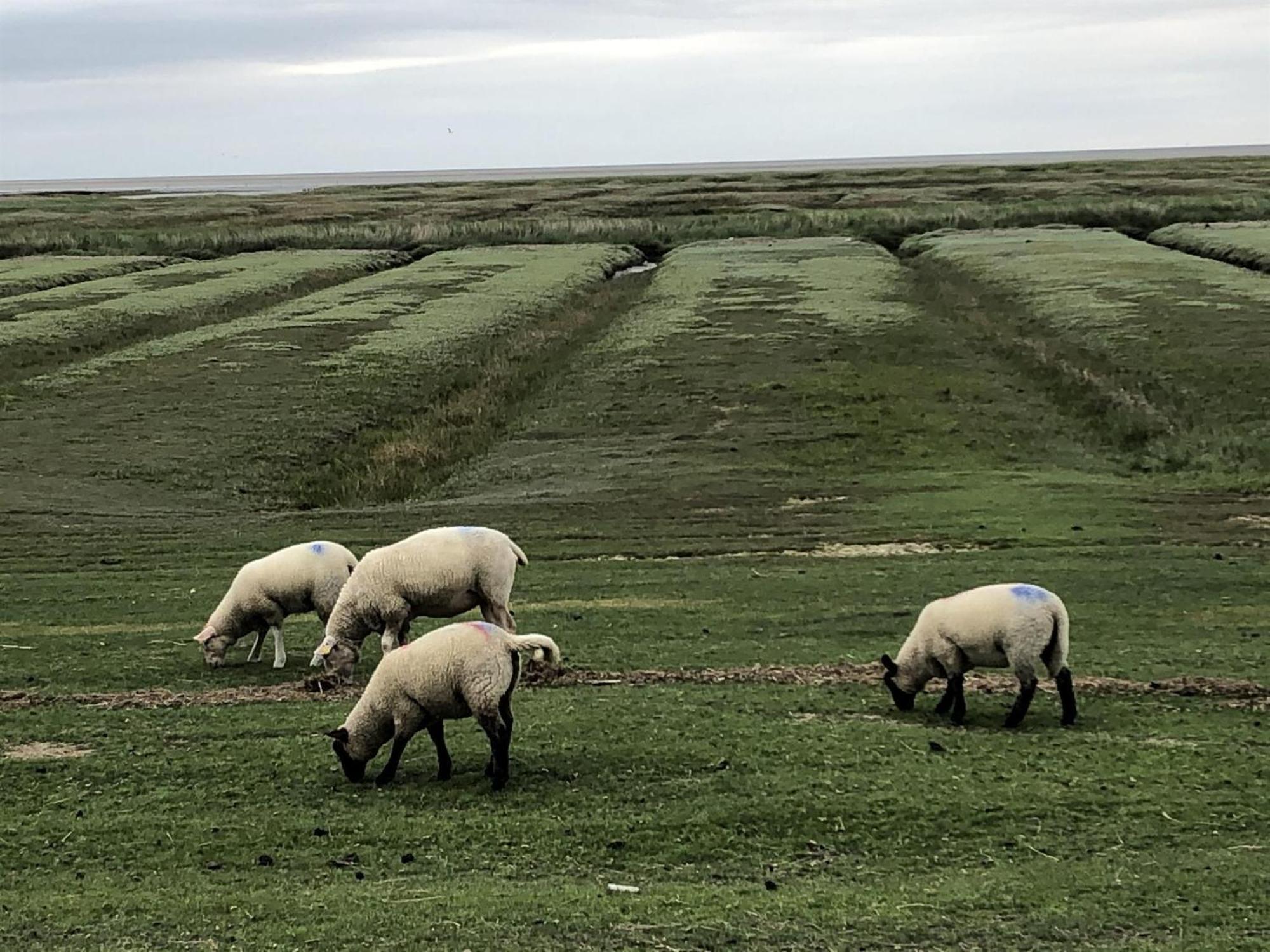 Haubarg Alte Strandvogtei Westerhever Esterno foto